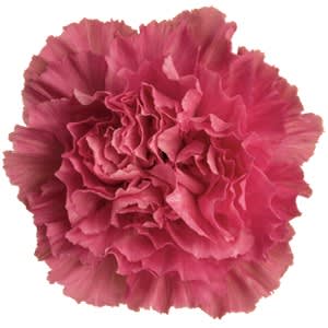 Срезанные цветы оптом Dianthus st tonic golem от 240шт из Голландии с доставкой по России