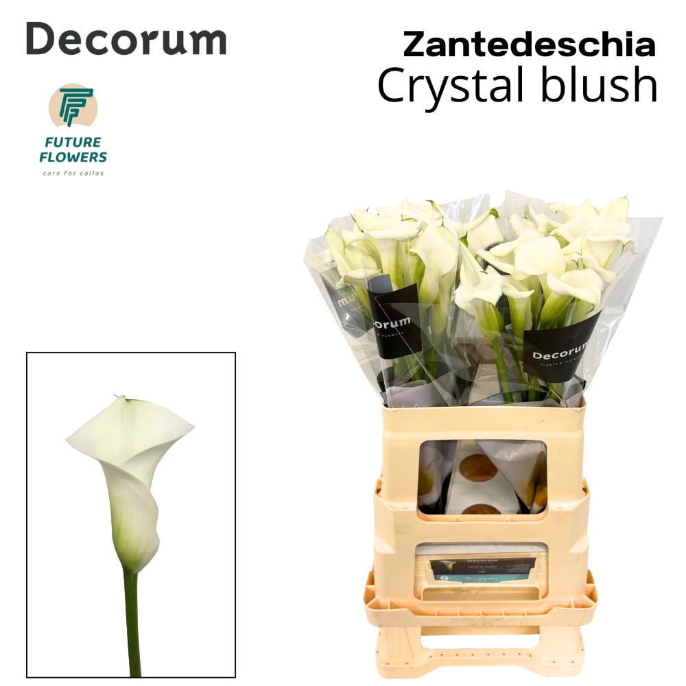 Срезанные цветы оптом Zantedeschia crystal blush от 40шт.. из Голландии с доставкой по России