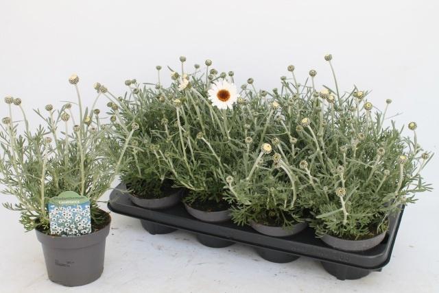 Горшечные цветы и растения оптом Rhodan Casablanca от 8шт из Голландии с доставкой по России