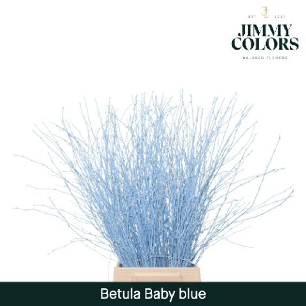 Срезанные цветы оптом Betula paint blue light от 10шт из Голландии с доставкой по России