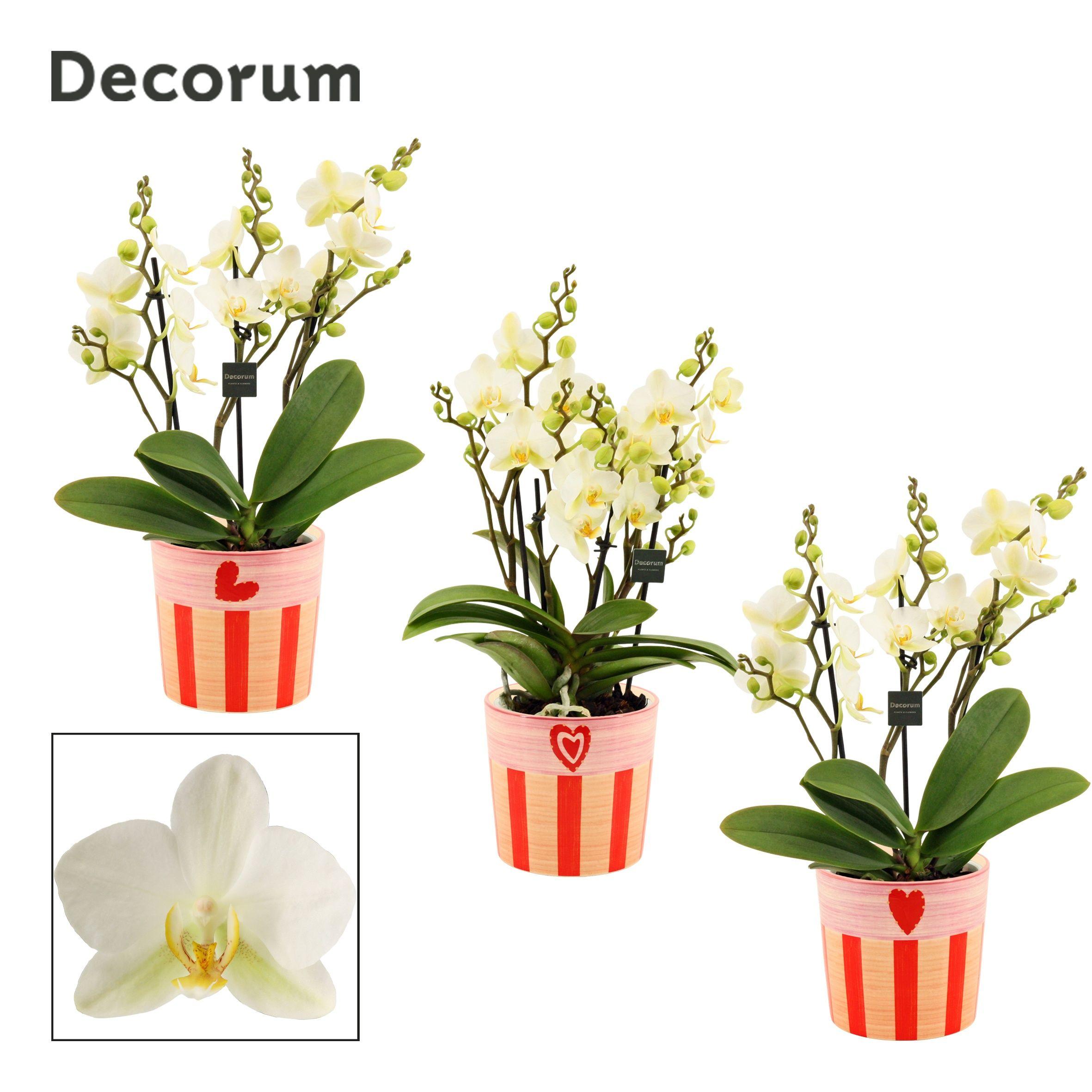 Горшечные цветы и растения оптом Phal Mf An Lausanne от 6шт' из Голландии с доставкой по России