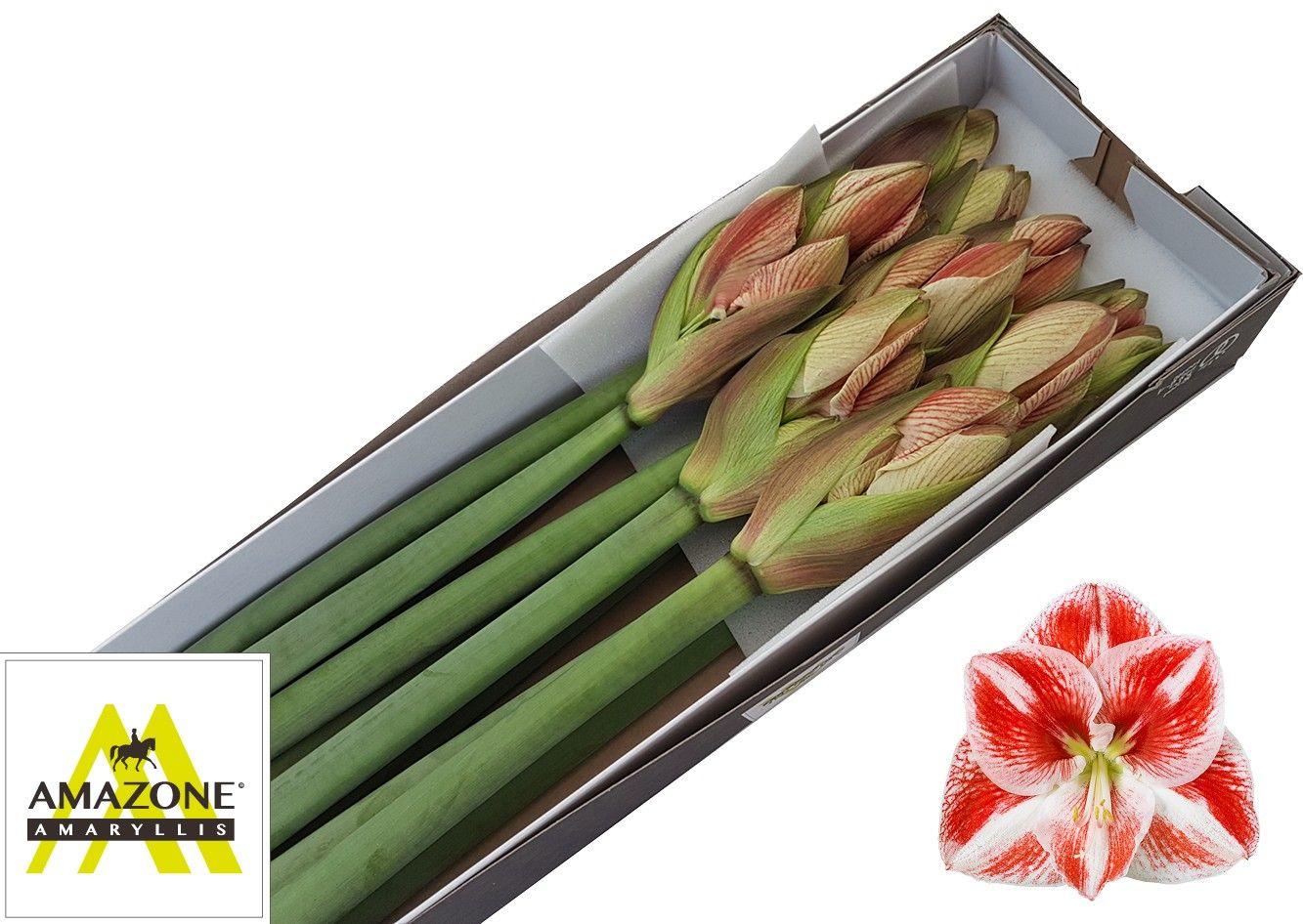 Срезанные цветы оптом Hippeastrum popov от 10шт из Голландии с доставкой по России