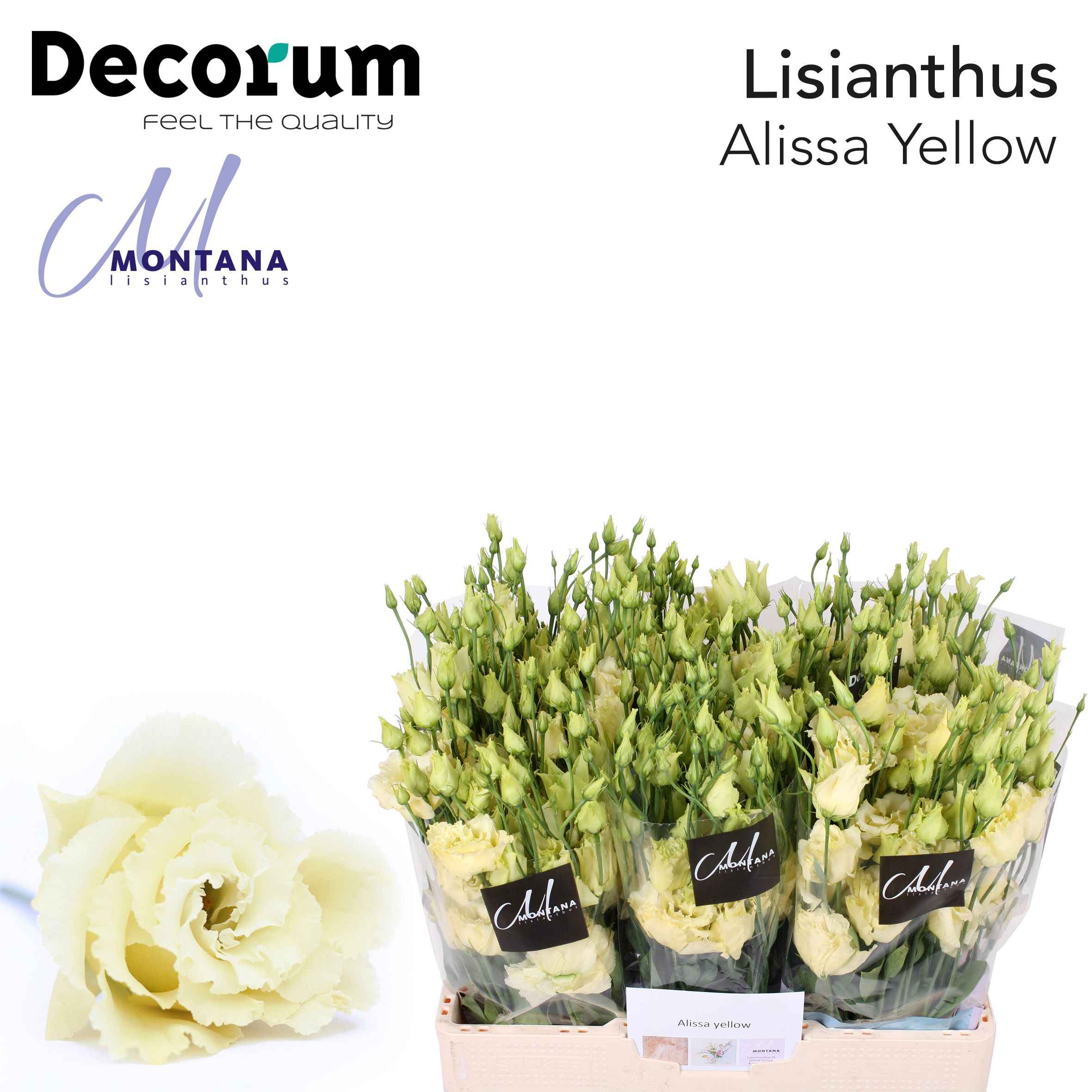 Срезанные цветы оптом Lisianthus do alissa yellow от 80шт из Голландии с доставкой по России