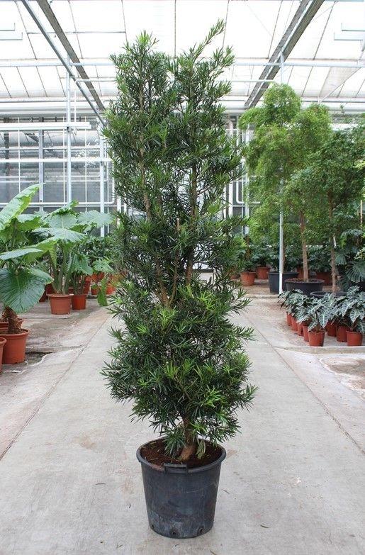 Горшечные цветы и растения оптом Podocarpus Macrophylla от 1шт из Голландии с доставкой по России