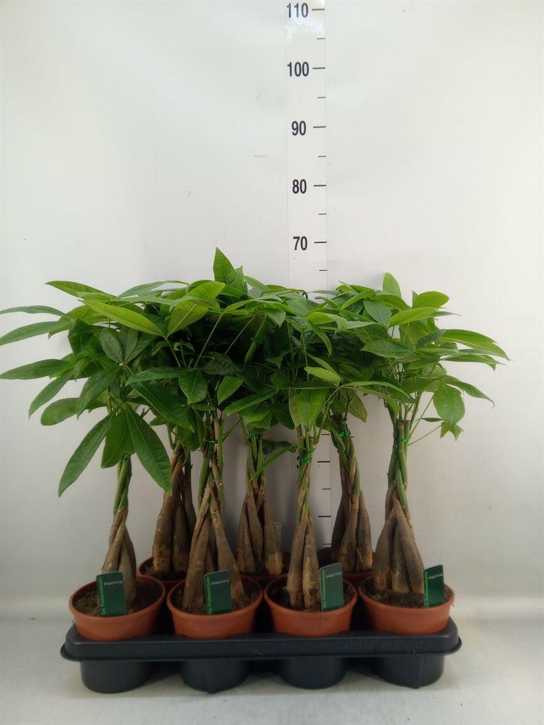 Горшечные цветы и растения оптом Pachira Aquatica Twisted Stem от 7шт из Голландии с доставкой по России