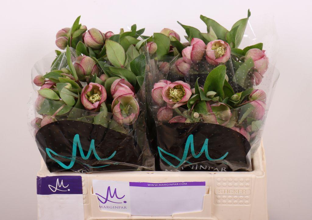 Срезанные цветы оптом Helleborus bella belles от 20шт из Голландии с доставкой по России