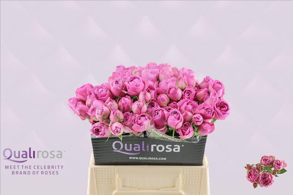 Срезанные цветы оптом Rosa spray misty bubbles от 40шт из Голландии с доставкой по России
