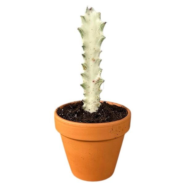 Горшечные цветы и растения оптом Euphorbia Lactea White Ghost от 1шт (для телеги) из Голландии с доставкой по России Горшечные цветы и растения оптом Euphorbia Lactea White Ghost от 1шт (для телеги) из Голландии с доставкой по России