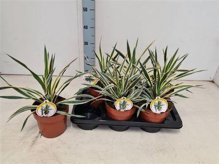 Горшечные цветы и растения оптом Yucca Glor Variegata Bontbladig от 6шт из Голландии с доставкой по России
