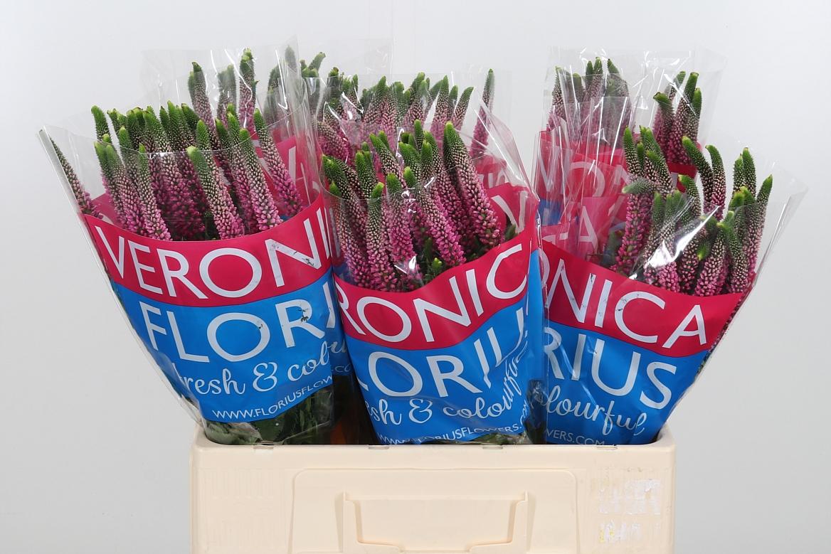 Срезанные цветы оптом Veronica pink от 150шт из Голландии с доставкой по России