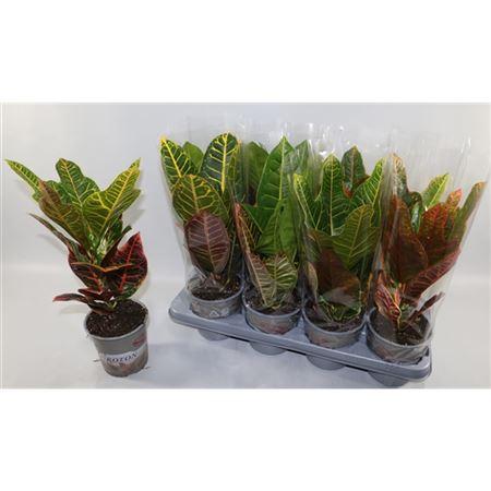 Горшечные цветы и растения оптом Codiaeum Mix 2 Types In Sleeve от 8шт из Голландии с доставкой по России