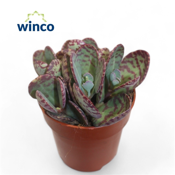 Горшечные цветы и растения оптом Kalanchoe Marmorata (leopard) от 18шт (для телеги) из Голландии с доставкой по России