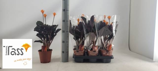 Горшечные цветы и растения оптом Calathea Crocata 2+ от 6шт из Голландии с доставкой по России