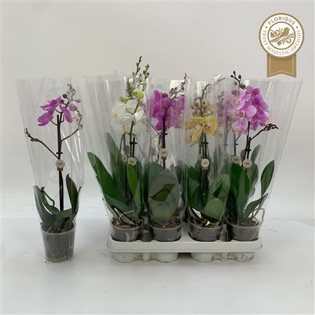 Горшечные цветы и растения оптом Phal Gem 1 Branche 7+ от 12шт (для телеги) из Голландии с доставкой по России
