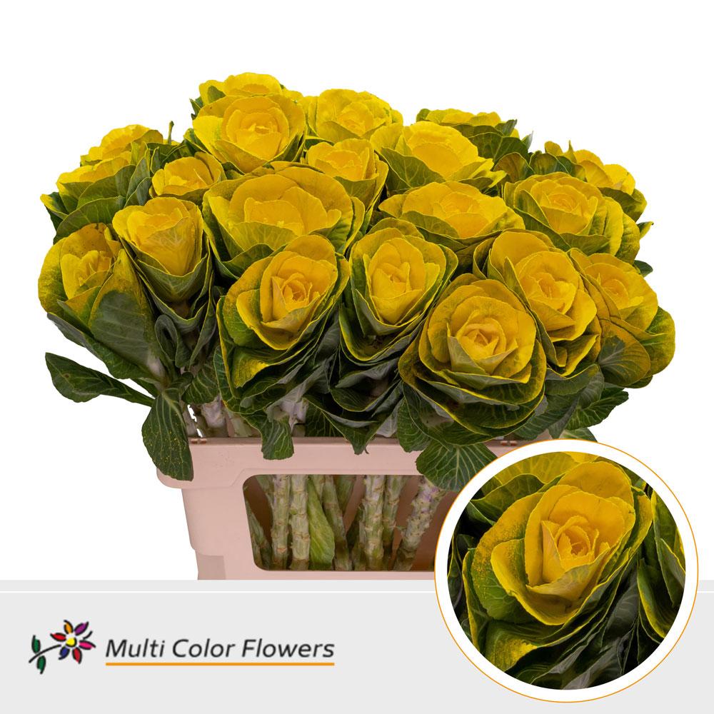 Срезанные цветы оптом Brassica paint yellow от 30шт из Голландии с доставкой по России