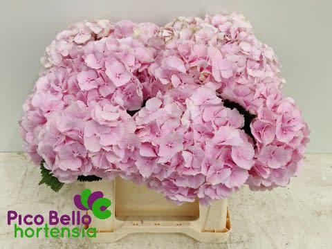 Срезанные цветы оптом Hydrangea verena от 10шт. из Голландии с доставкой по России