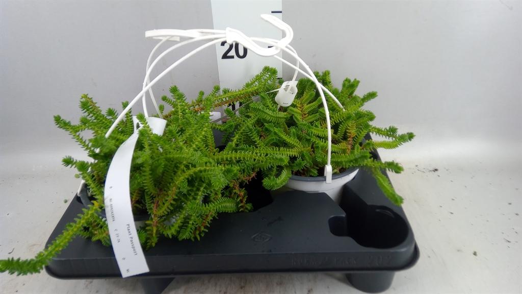 Горшечные цветы и растения оптом Crassula ... от 2шт из Голландии с доставкой по России