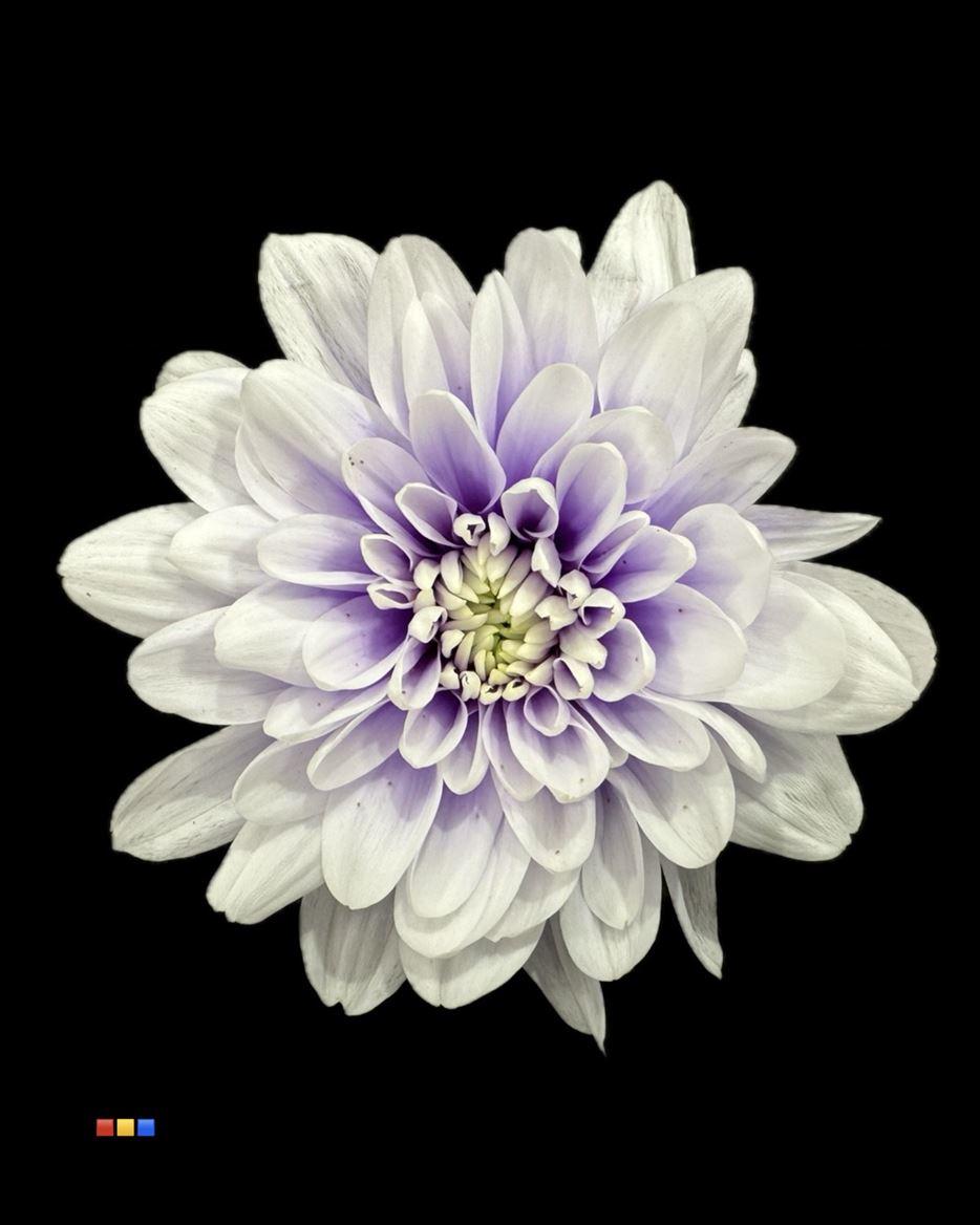 Срезанные цветы оптом Chrys sp paint baltica pastel milka от 40шт из Голландии с доставкой по России