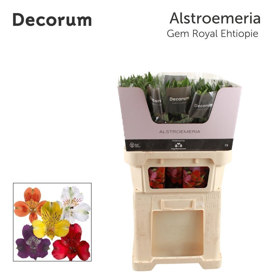 Срезанные цветы оптом Alstroemeria mix in bucket от 60шт из Голландии с доставкой по России