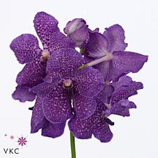 Срезанные цветы оптом Vanda violet blue magic от 16шт из Голландии с доставкой по России