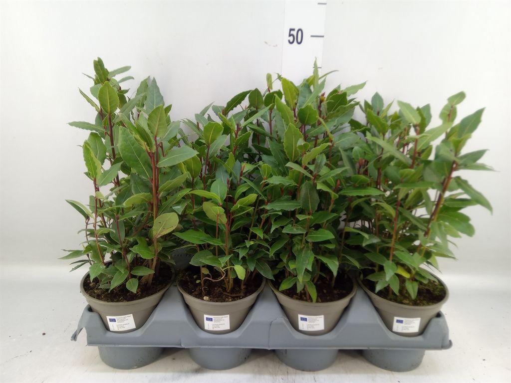 Горшечные цветы и растения оптом Laurus Nobilis от 8шт из Голландии с доставкой по России
