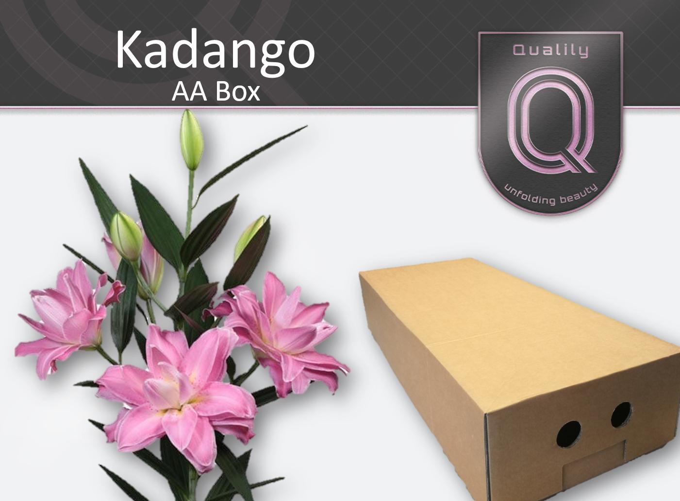 Срезанные цветы оптом Lilium or kadango от 80шт из Голландии с доставкой по России
