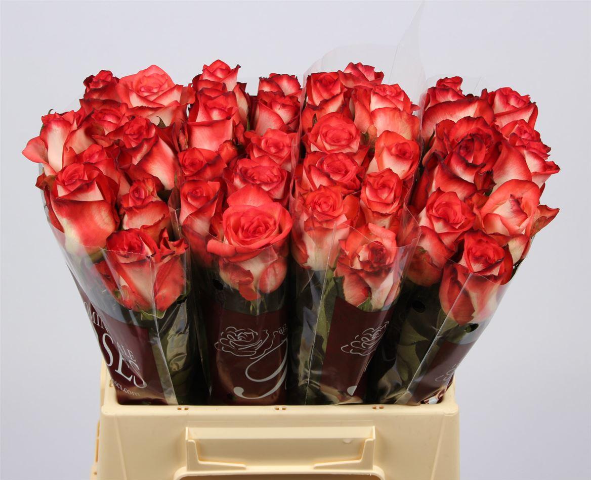 Срезанные цветы оптом Rosa large blush от 50шт из Голландии с доставкой по России