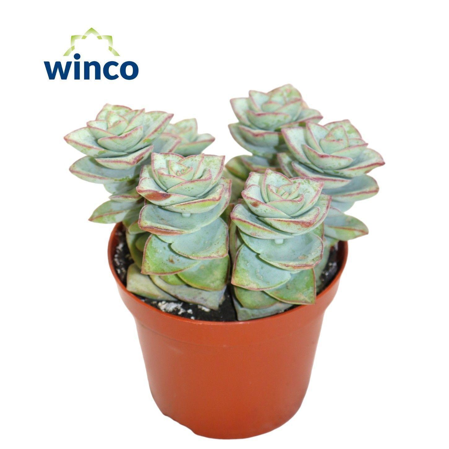 Горшечные цветы и растения оптом Crassula Perforata Azul от 18шт (для телеги) из Голландии с доставкой по России