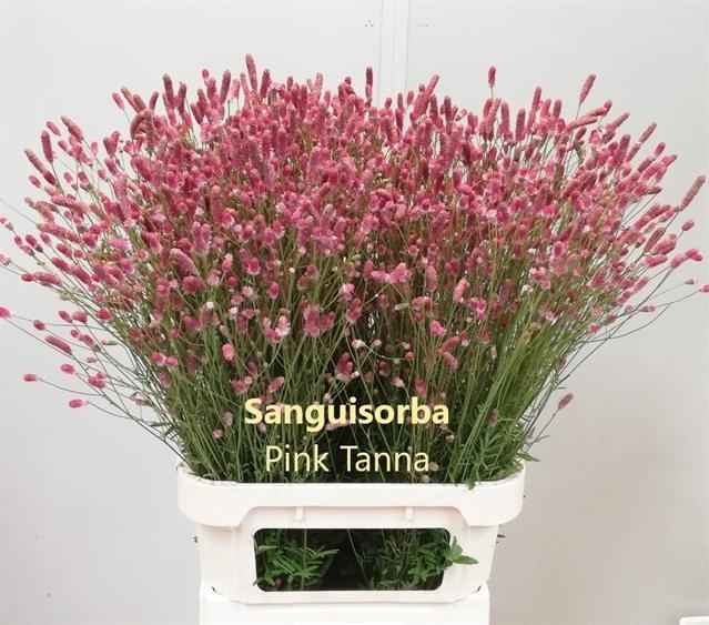 Срезанные цветы оптом Sanguisorba pink tanna от 100шт из Голландии с доставкой по России