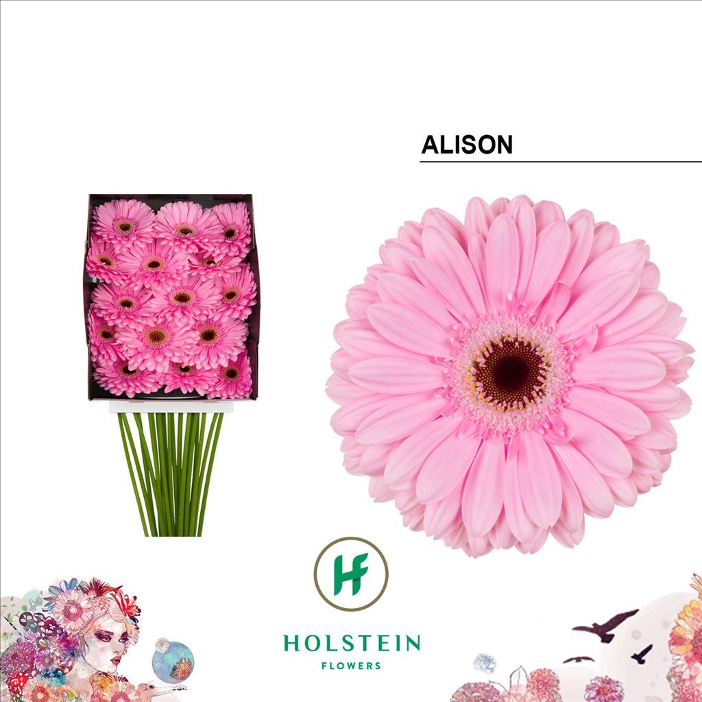 Срезанные цветы оптом Gerbera diamond alison от 15шт из Голландии с доставкой по России