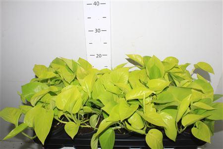 Горшечные цветы и растения оптом Epipremnum Golden Pothos от 10шт из Голландии с доставкой по России Горшечные цветы и растения оптом Epipremnum Golden Pothos от 10шт из Голландии с доставкой по России