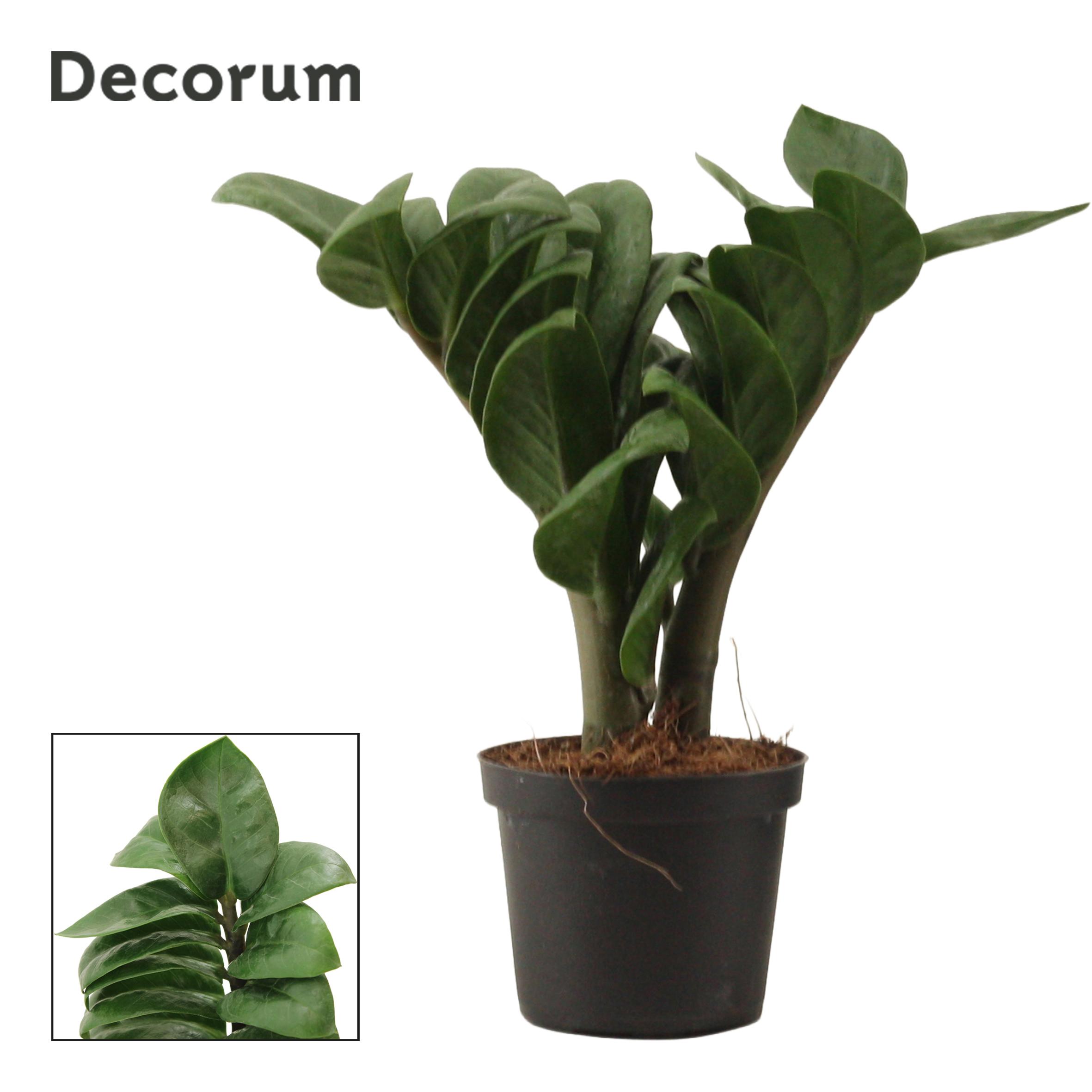 Горшечные цветы и растения оптом Zamioculcas Zenzi 2+ (decorum)) от 18шт (для телеги) из Голландии с доставкой по России
