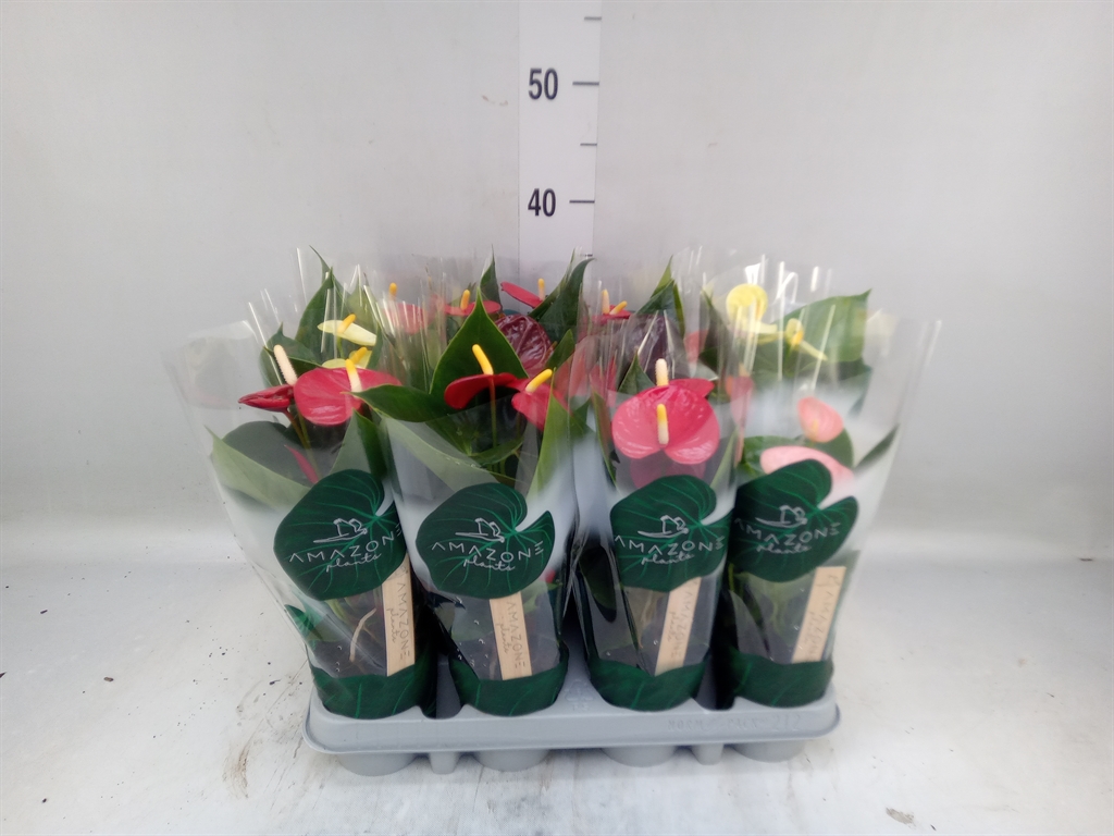 Горшечные цветы и растения оптом Anthurium   ...mix 4 от 12шт (для телеги) из Голландии с доставкой по России