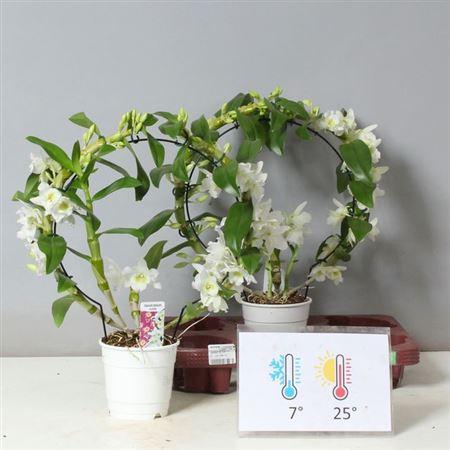 Горшечные цветы и растения оптом Dendr N Sc Apollon Bow 2 Branches от 2шт из Голландии с доставкой по России