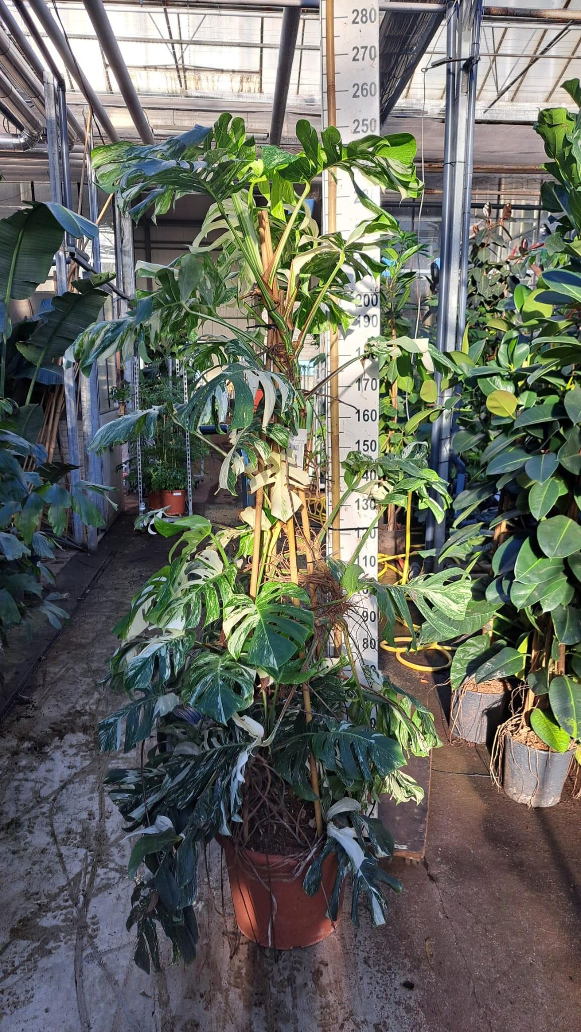 Горшечные цветы и растения оптом Monstera Deliciosa Variegata Xxl от 1шт из Голландии с доставкой по России