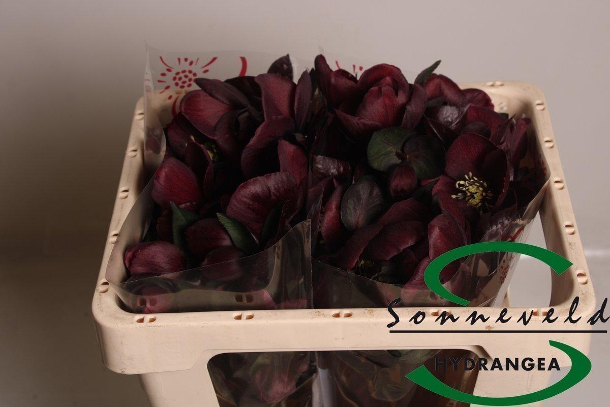 Срезанные цветы оптом Helleborus nora red от 20шт из Голландии с доставкой по России