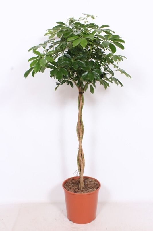 Горшечные цветы и растения оптом Schefflera Compacta Twisted Stem от 1шт из Голландии с доставкой по России