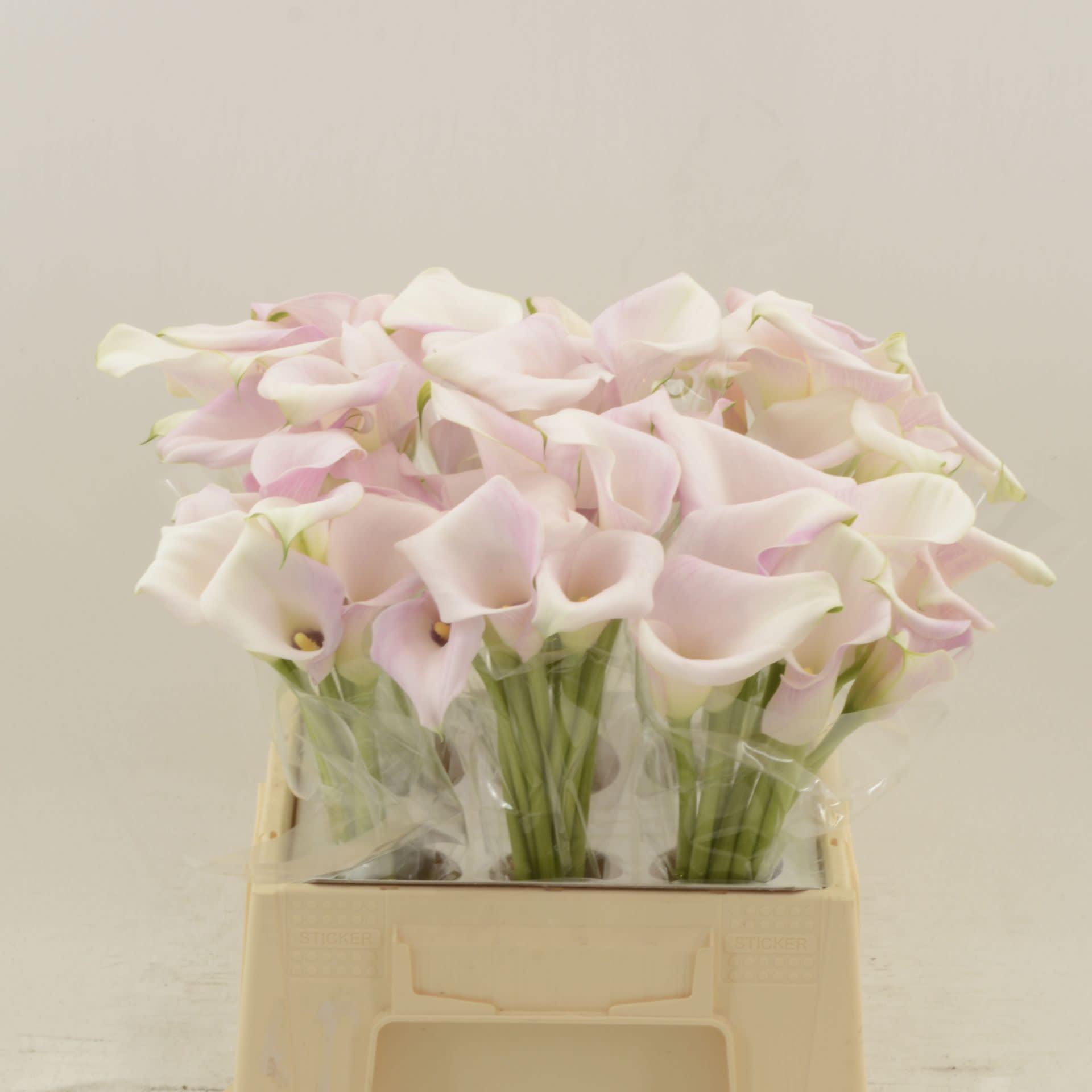 Срезанные цветы оптом Zantedeschia sweet art от 60шт из Голландии с доставкой по России