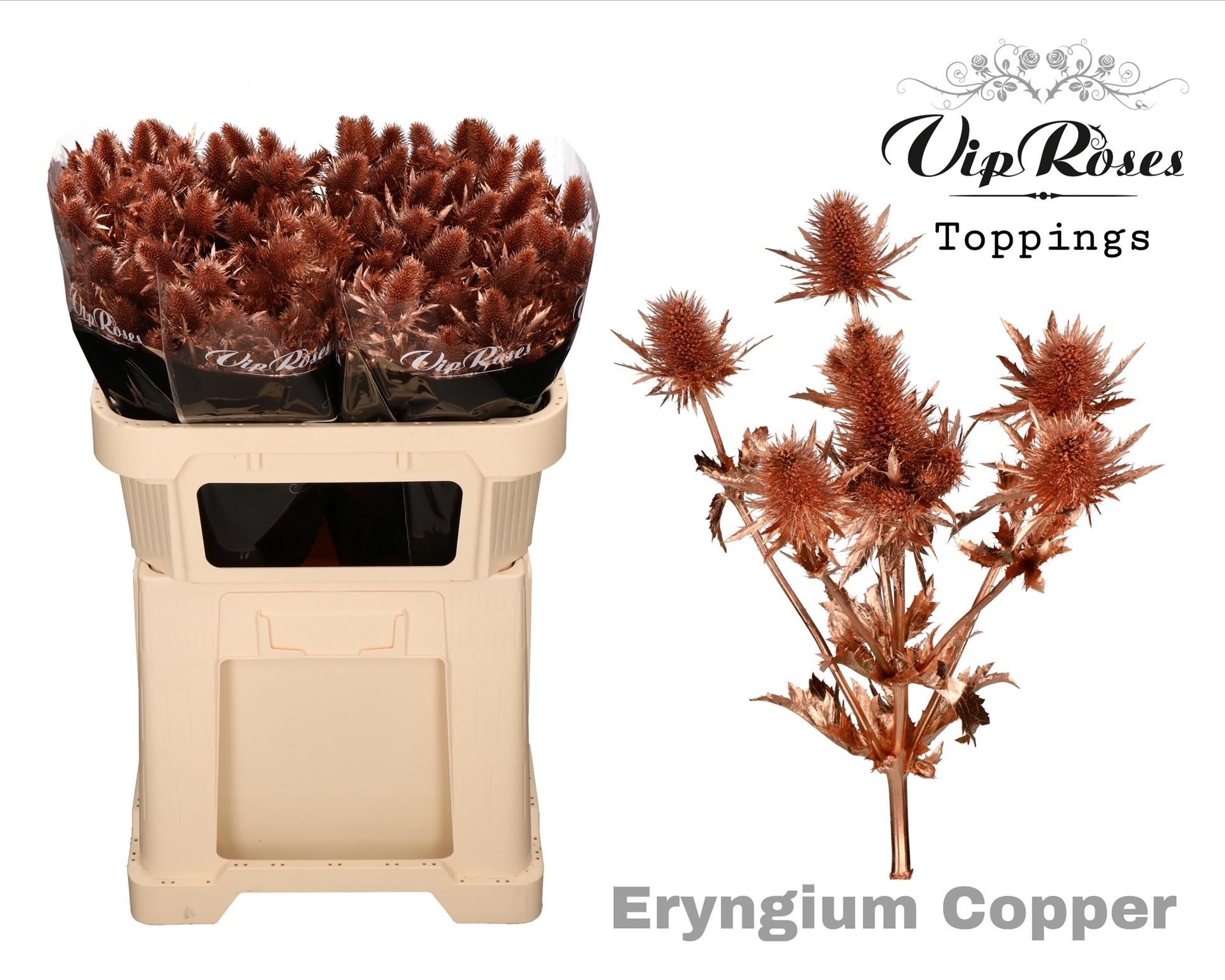 Срезанные цветы оптом Eryngium supernova paint copper от 20шт из Голландии с доставкой по России