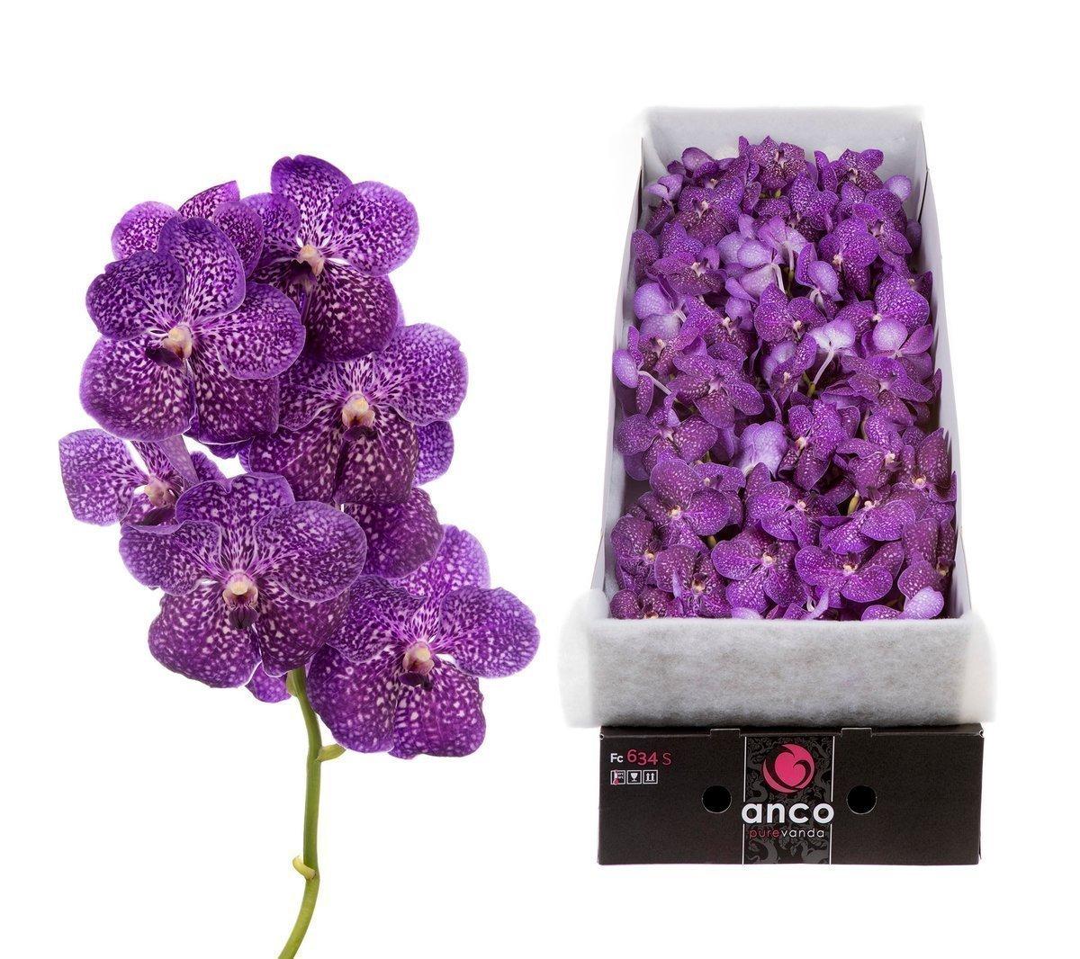 Срезанные цветы оптом Vanda sunanda violetta dark от 20шт из Голландии с доставкой по России
