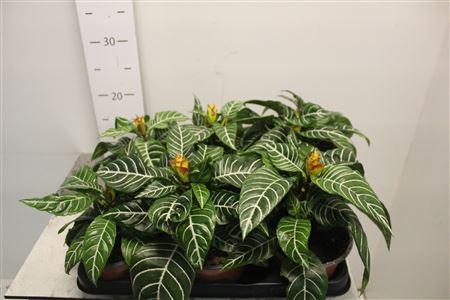 Горшечные цветы и растения оптом Aphel Sq Dania от 6шт из Голландии с доставкой по России