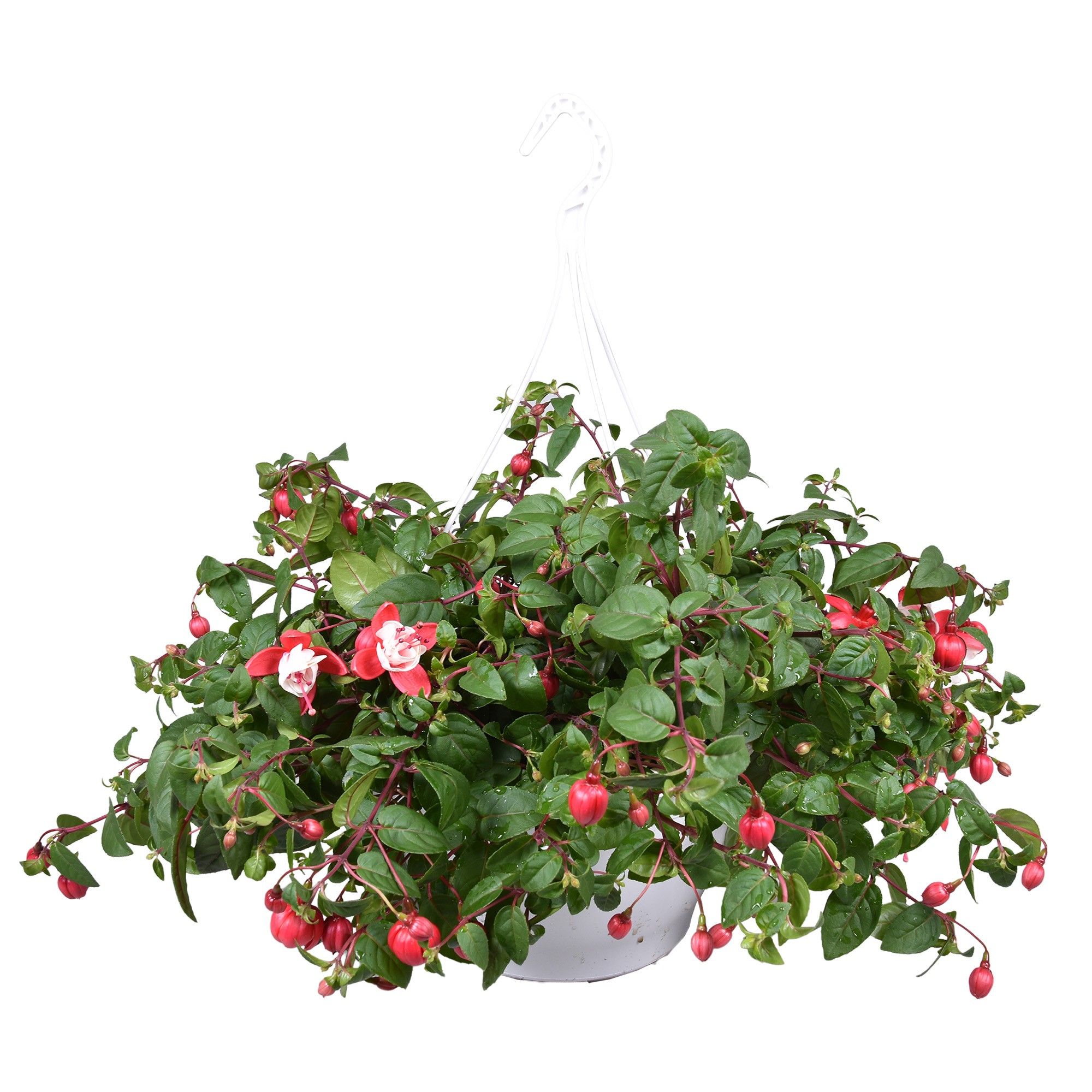 Горшечные цветы и растения оптом Fuchsia Sir Matt Busby Hangpot от 1шт из Голландии с доставкой по России