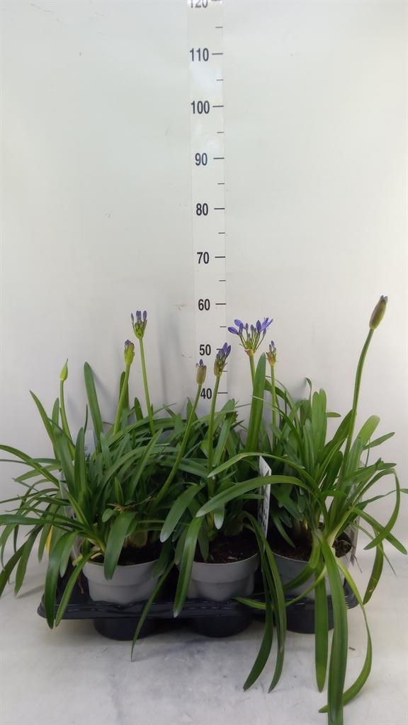 Горшечные цветы и растения оптом Agapanthus   ... от 6шт из Голландии с доставкой по России