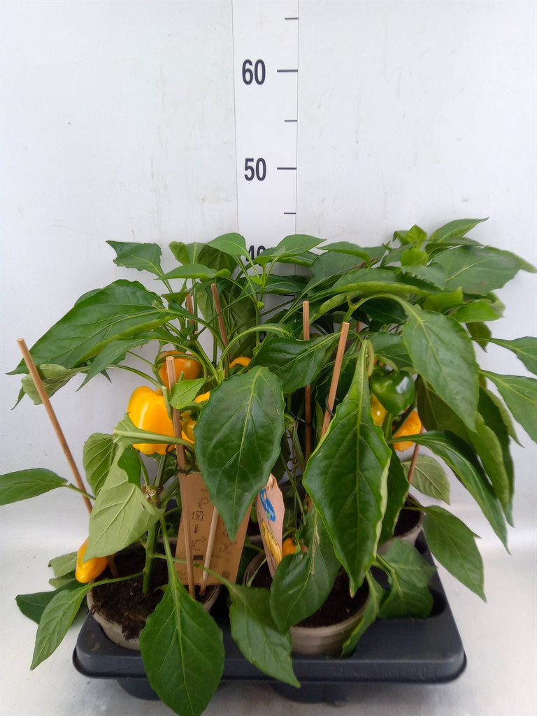 Горшечные цветы и растения оптом Capsicum Annuum   ...paprika от 4шт из Голландии с доставкой по России