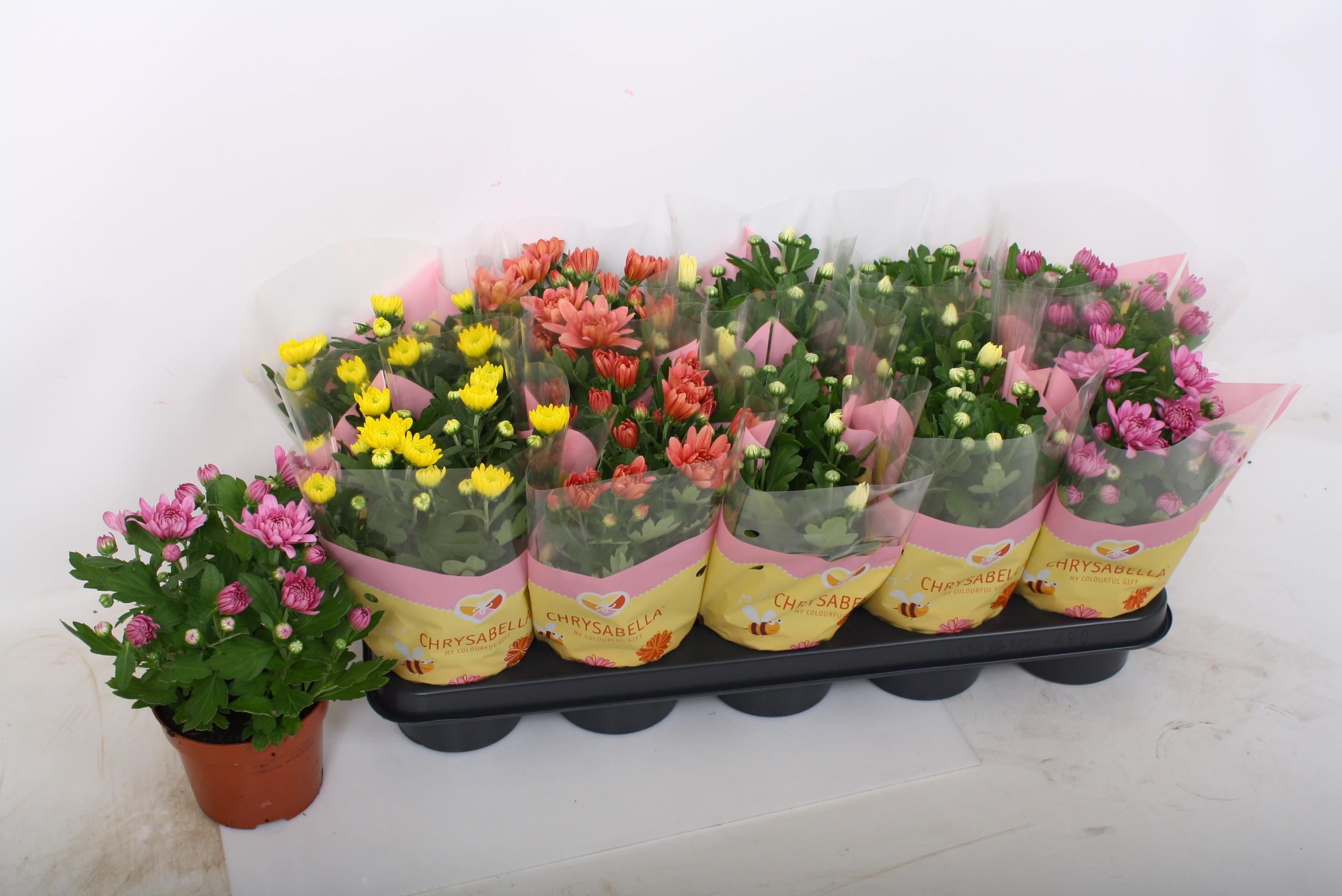 Горшечные цветы и растения оптом Chrys Gem 4 Kl от 10шт из Голландии с доставкой по России