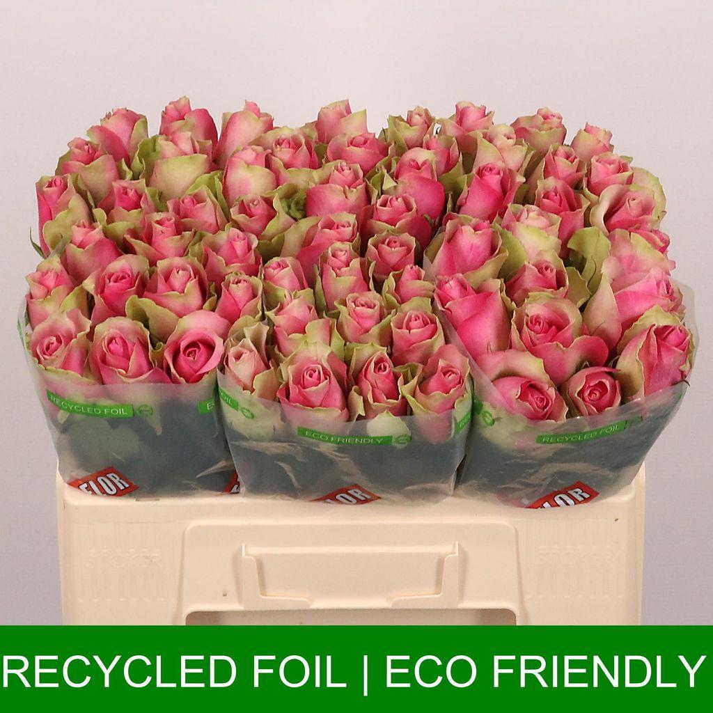 Срезанные цветы оптом Rosa large bellevue от 60шт из Голландии с доставкой по России