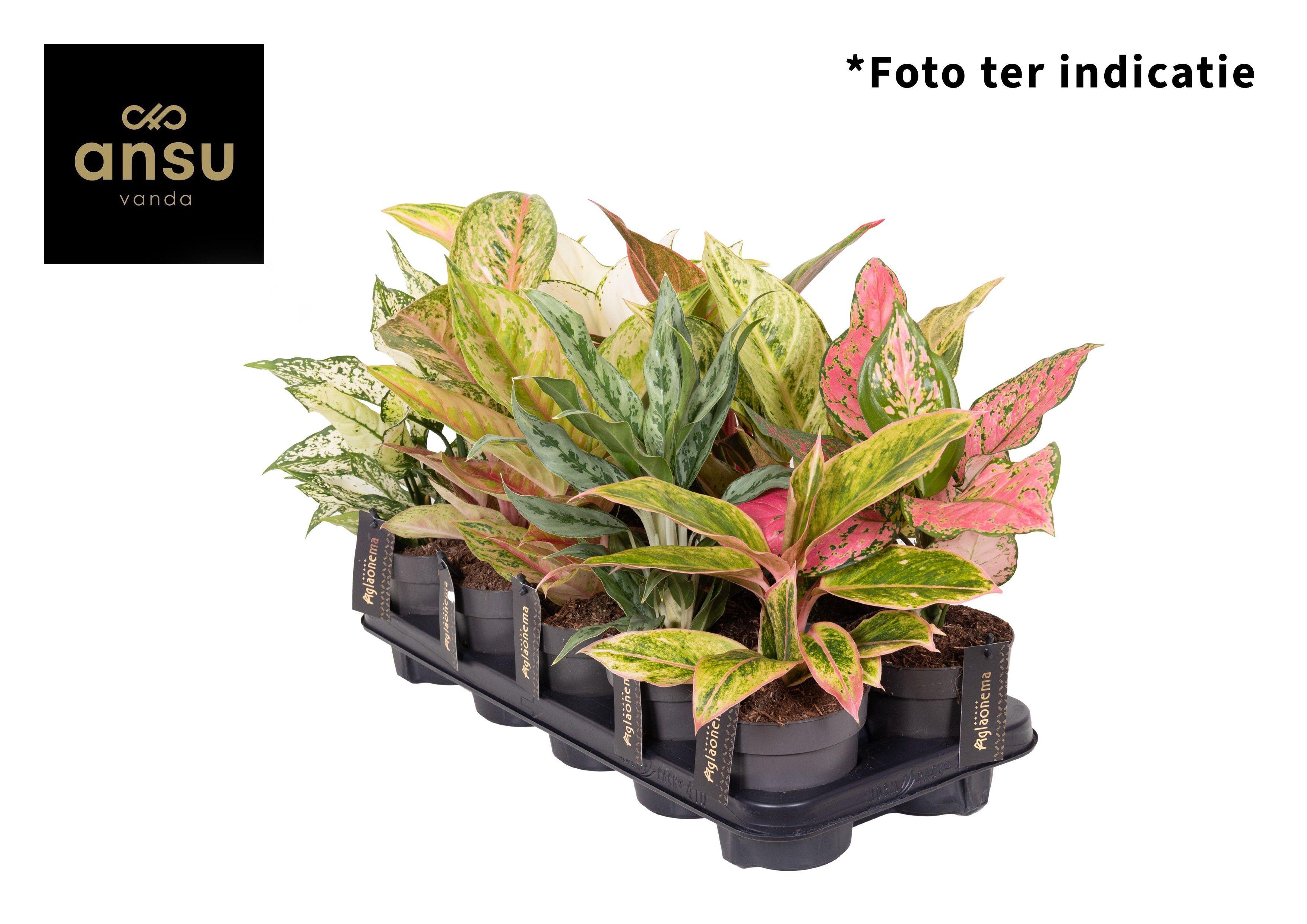 Горшечные цветы и растения оптом Aglaonema Mix Exclusive от 10шт из Голландии с доставкой по России