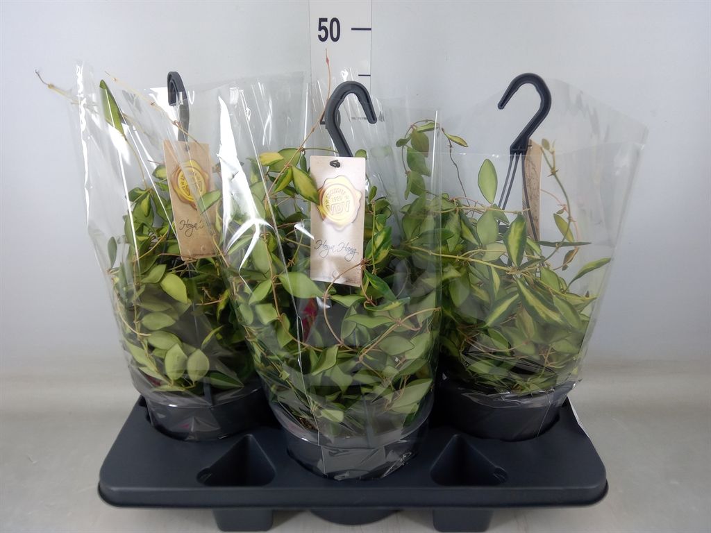 Горшечные цветы и растения оптом Hoya   ... от 3шт из Голландии с доставкой по России