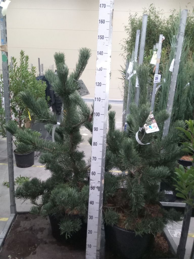 Горшечные цветы и растения оптом Pinus   ... от 1шт из Голландии с доставкой по России