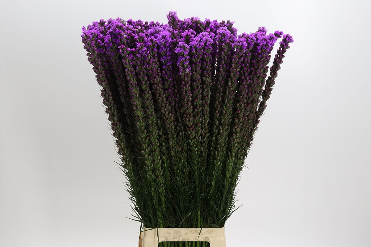 Срезанные цветы оптом Liatris callilepis от 100шт. из Голландии с доставкой по России